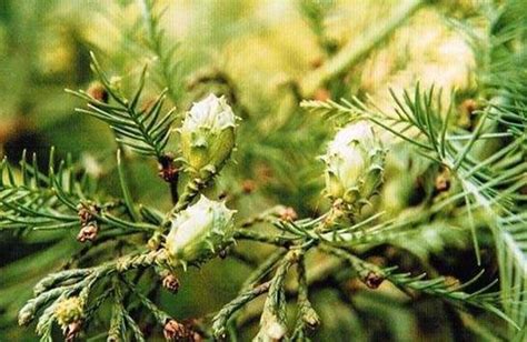 瀦水松|水松(植物):植物學史,形態特徵,生長環境,分布範圍,繁殖方法,採集。